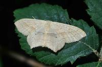 Scopula imitaria