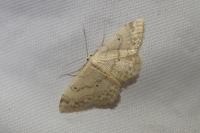 Idaea biselata