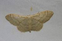 Idaea aversata