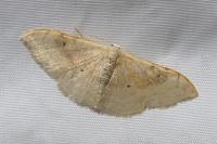 Idaea degeneraria