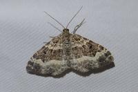 Epirrhoe alternata