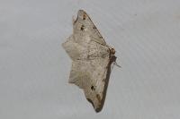 Macaria alternata