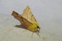 Ennomos alniaria