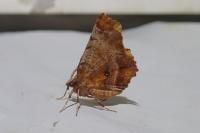 Selenia dentaria