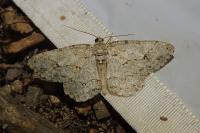Ectropis crepuscularia