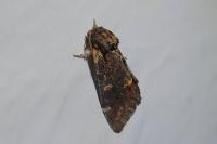 Notodonta dromedarius