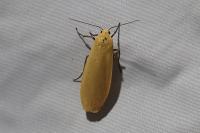 Wittia sororcula