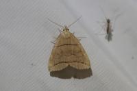 Herminia grisealis