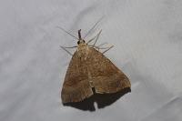 Hypena proboscidalis