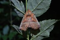 Scoliopteryx libatrix