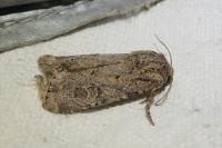 Luperina testacea