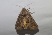 Thalpophila matura