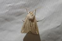Mythimna riparia