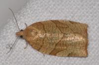 Pandemis cerasana