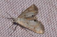 Cataclysta lemnata