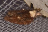 Acleris hastiana