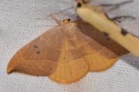 Watsonalla binaria