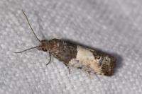 Spilonota ocellana