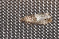 Notocelia roborana