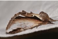 Pheosia gnoma