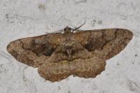 Alcis repandata