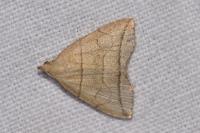 Herminia grisealis