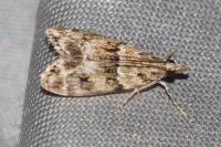 Eudonia mercurella