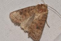 Hoplodrina blanda