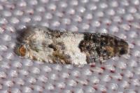 Gypsonoma dealbana