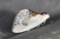 Cilix glaucata