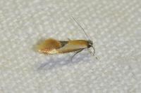 Batia lunaris