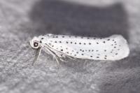 Yponomeuta evonymella