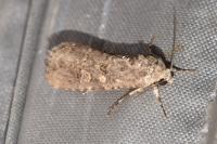 Spodoptera exigua