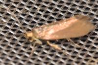 Crassa unitella