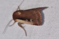 Ochropleura plecta