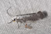 Yponomeuta padella