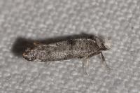 Swammerdamia pyrella
