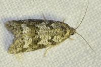 Cnephasia stephensiana