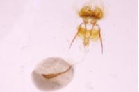 Cnephasia stephensiana