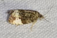 Hedya pruniana