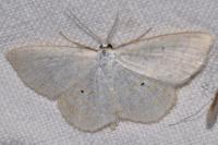 Scopula immutata
