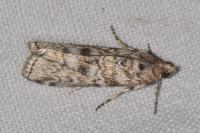 Dioryctria abietella
