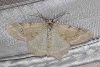 Pseudoterpna