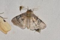 Tethea ocularis