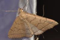 Herminia tarsipennalis