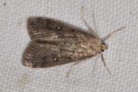 Parapoynx stratiotata