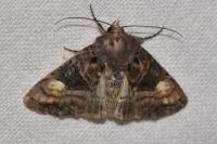 Euplexia lucipara