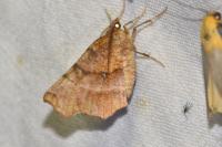 Selenia dentaria