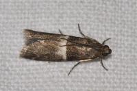 Elegia similella
