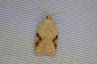 Acleris ferrugana/notana